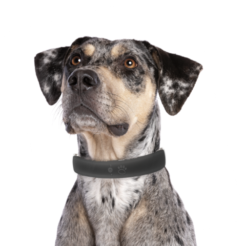 Shop GPS Dog Collar Fence & Accessories | Halo Collar