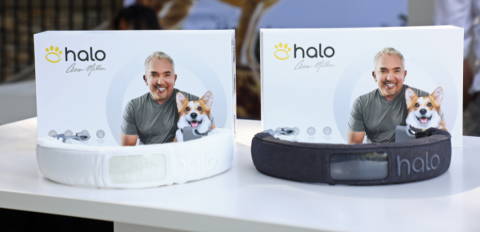 Cesar Millan’s Halo Collar a high-tech dog safety tool - Halo Collar