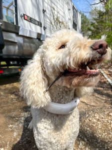 happy dog outside with Halo collar