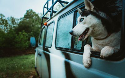 The Best Dog-Friendly Vacations to Take in the USA