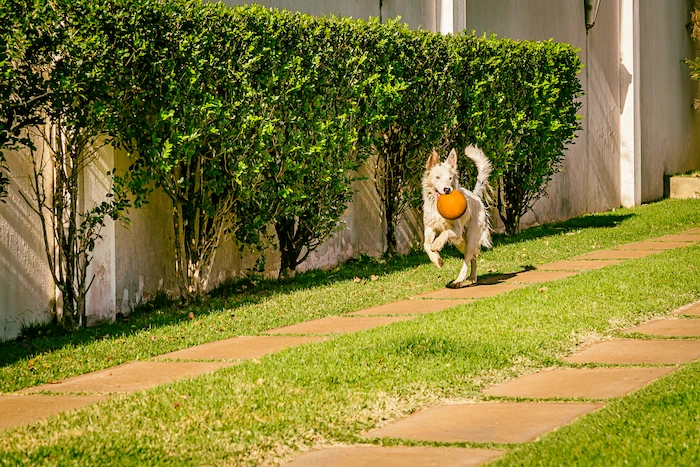 Dog playing fetch outside