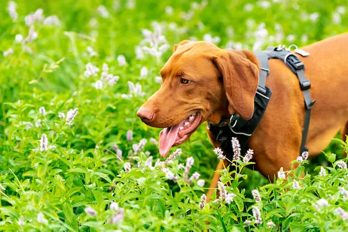 Gorgeous magyar vizsla pointer dog wearing dog harness