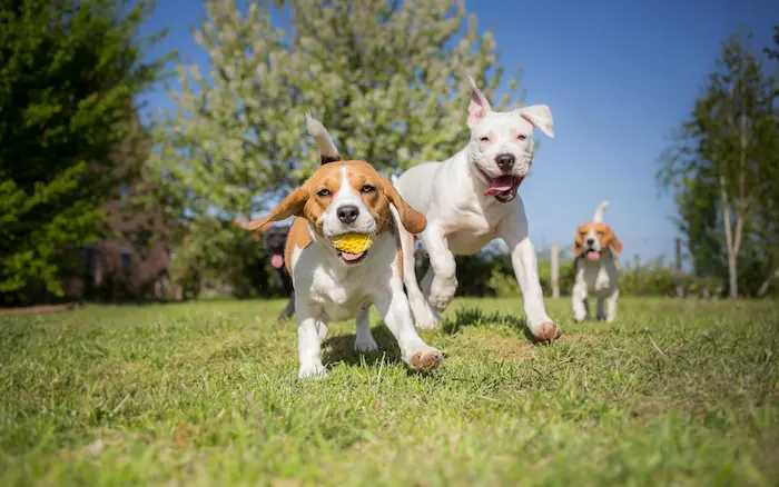 Puppies with wireless fencing for dogs playing outdoors