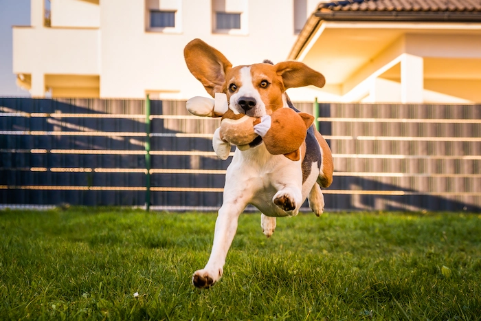 Tricolor beagle dog fetching a ripped toy
