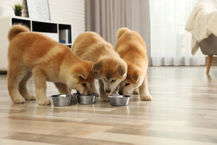 Adorable Akita Inu puppies eating from feeding bowls indoors