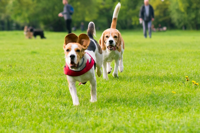 Dogs playing at park