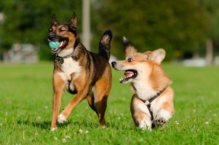 Young energetic welsh corgi pembroke is playing with half-breed dog