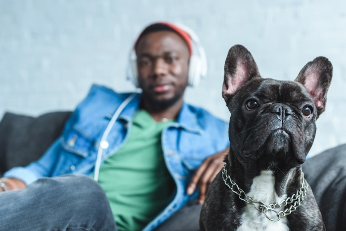 French Bulldog sitting next to man