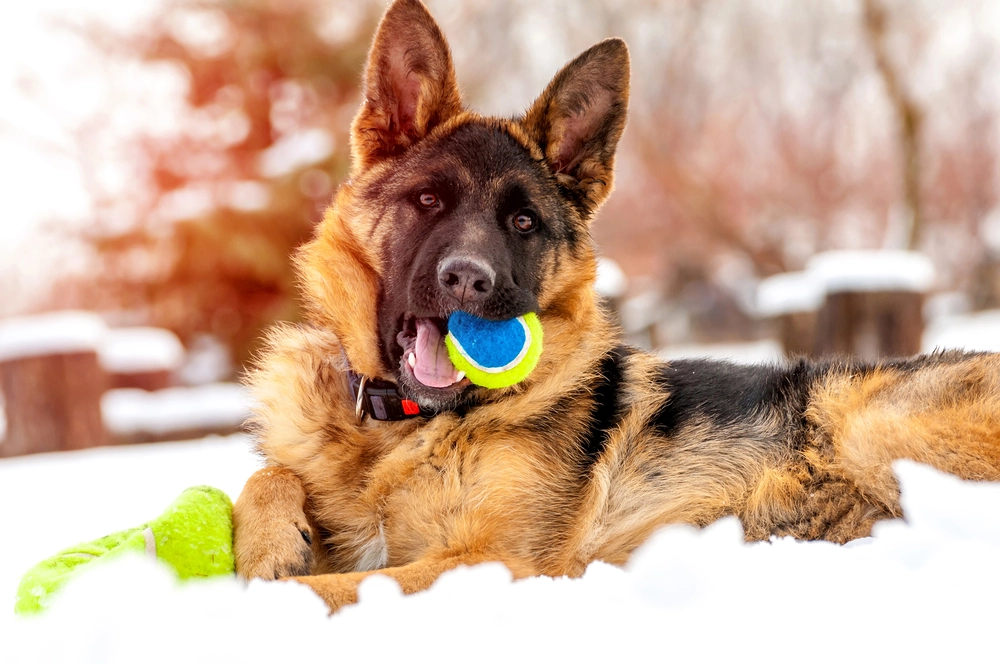 A German shepherd puppy dog playing with a ball in winter