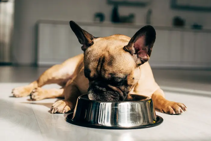 Cute and hungry french bulldog lying and looking at bowl