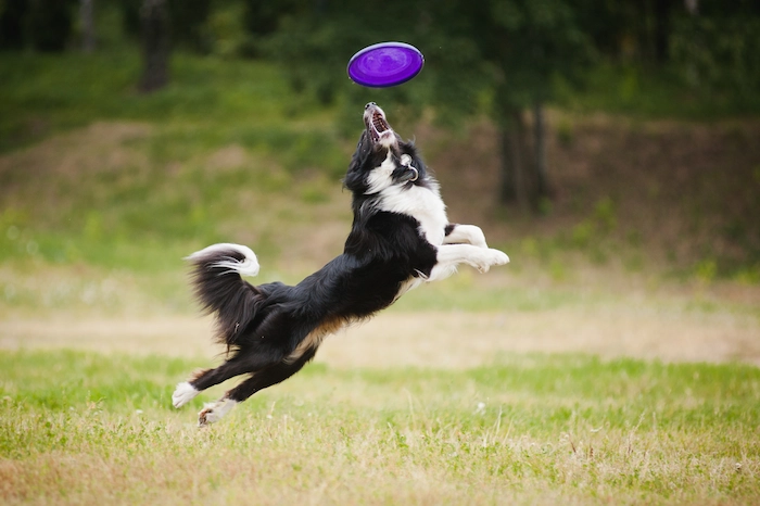 Dog playing frisbee