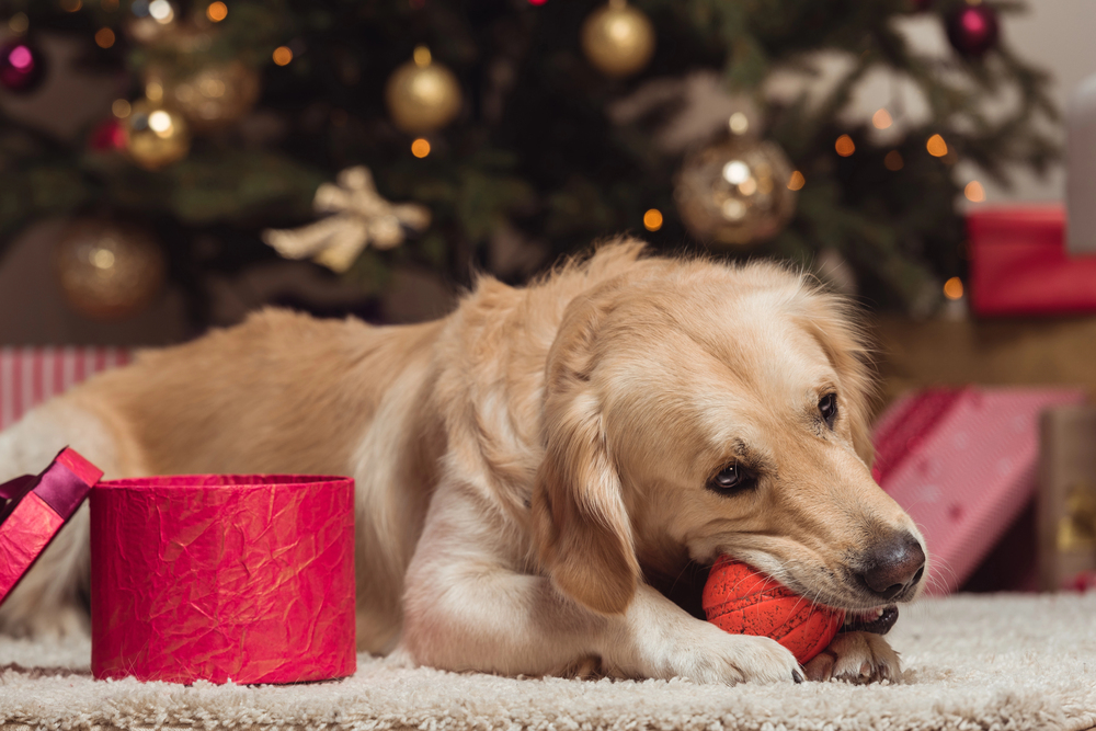 Golden retriever dog at christmas eve