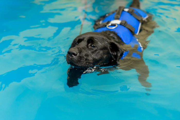 Labrador undergoing a  hydrotherapy