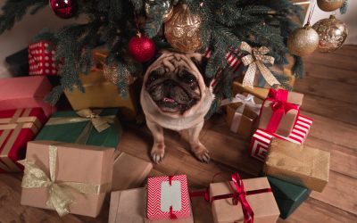 10 Christmas Presents for Your Dog