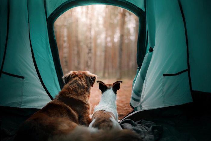Two dogs in the tent