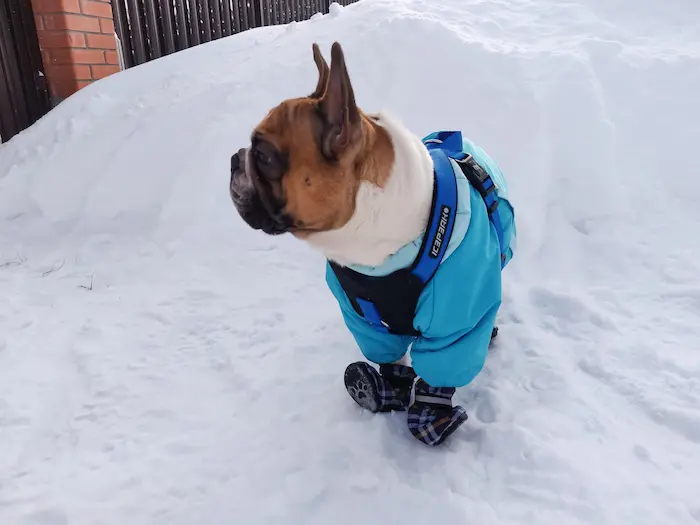 French bulldog dog at winter time wearing warm overalls and dog boots