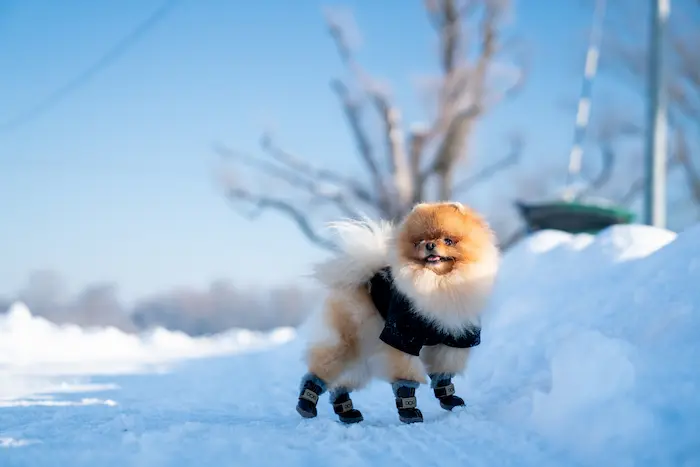 Beautiful Pomeranian spitz dog dressed in a hoody enjoying winter