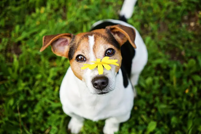 Dog with yellow flower looking at camera