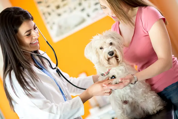 Medical checkup of Maltese dog