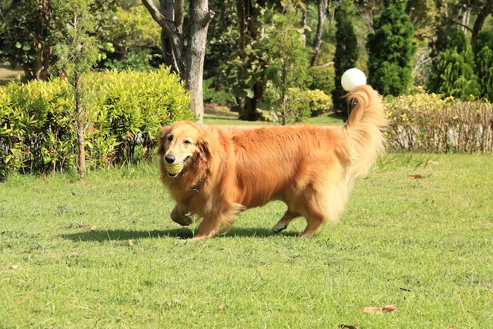 Golden retriever running around a yard with wireless dog fence