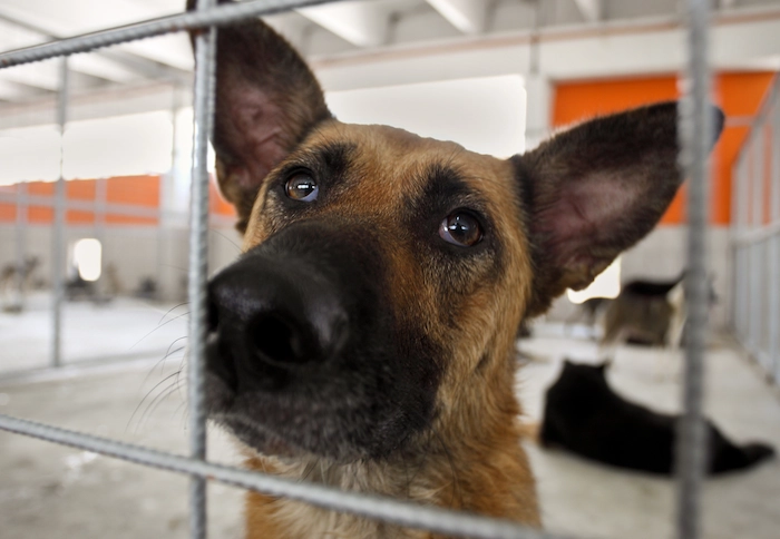 A dog for adoption staring behind a cage at a homeless dog shelter