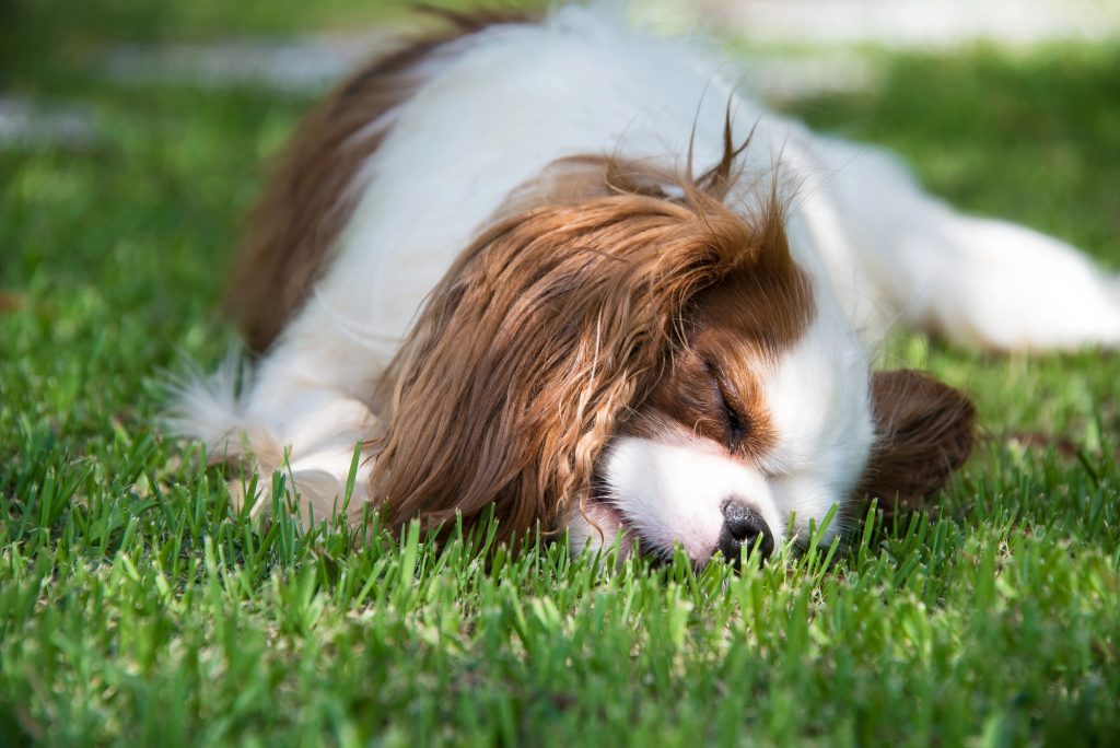 Cute dog taking a nap on the grass after taking Trazodone