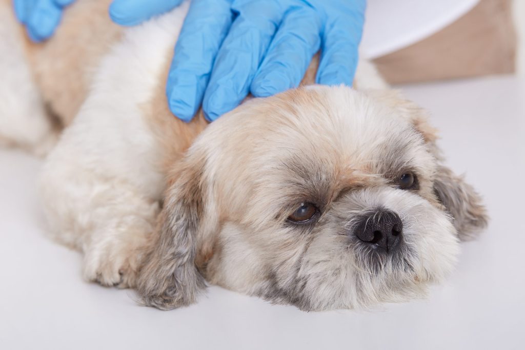 Hands in blue protective gloves examine a puppy with allergies