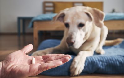 Trazodone for Dogs: What You Should Know