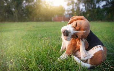 A Guide to Identifying and Treating Dog Allergies