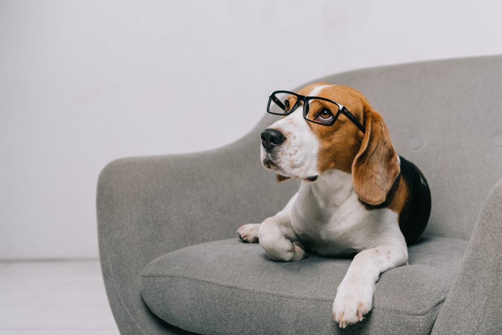Beagle dog looking curious while lying on a chair