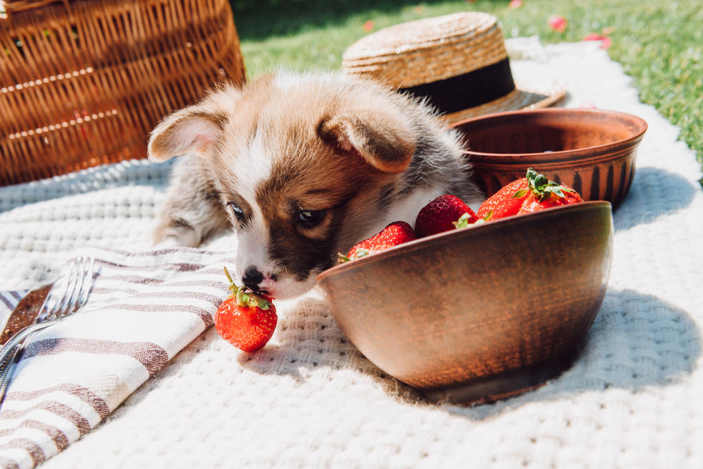 A cute puppy playing with strawberries