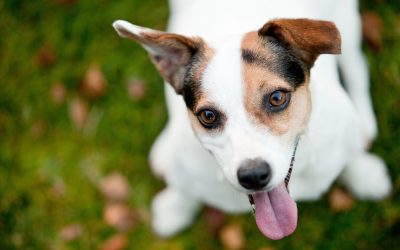 Through a Dog’s Eyes: Understanding Canine Color Perception