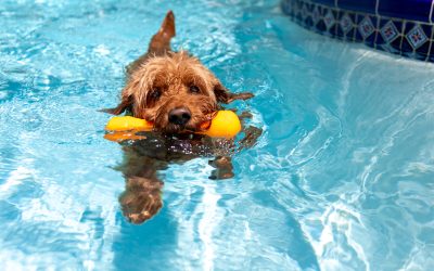 How to Cool a Dog Down: Summer Water Activities for Dogs
