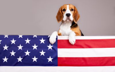 Should Dogs Be Around Fireworks on the 4th of July?