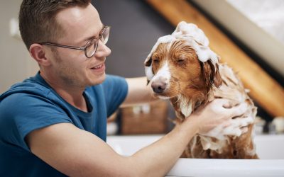 Choosing the Best Shampoo for Your Dogs