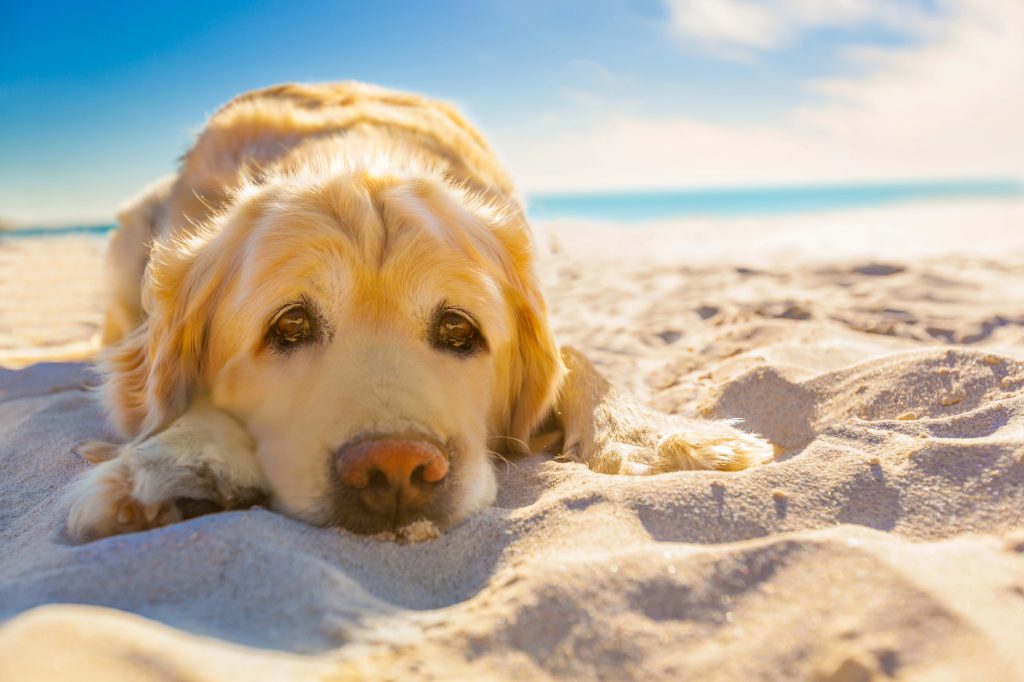 Dog under the heat