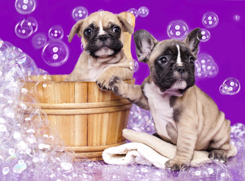 French bulldog puppies in wooden wash basin with soap suds