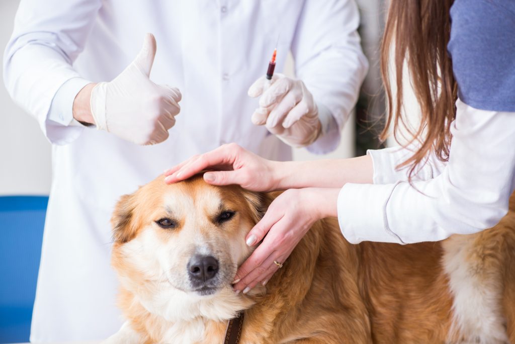 A vet examining a golden retriever.