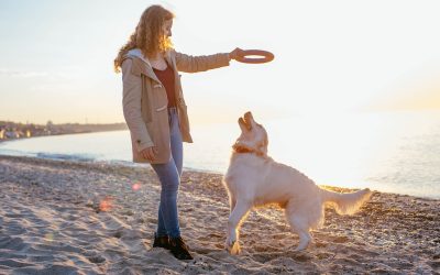 Beach Bound Hounds: A Guide to Dog Beach Etiquette and Safety