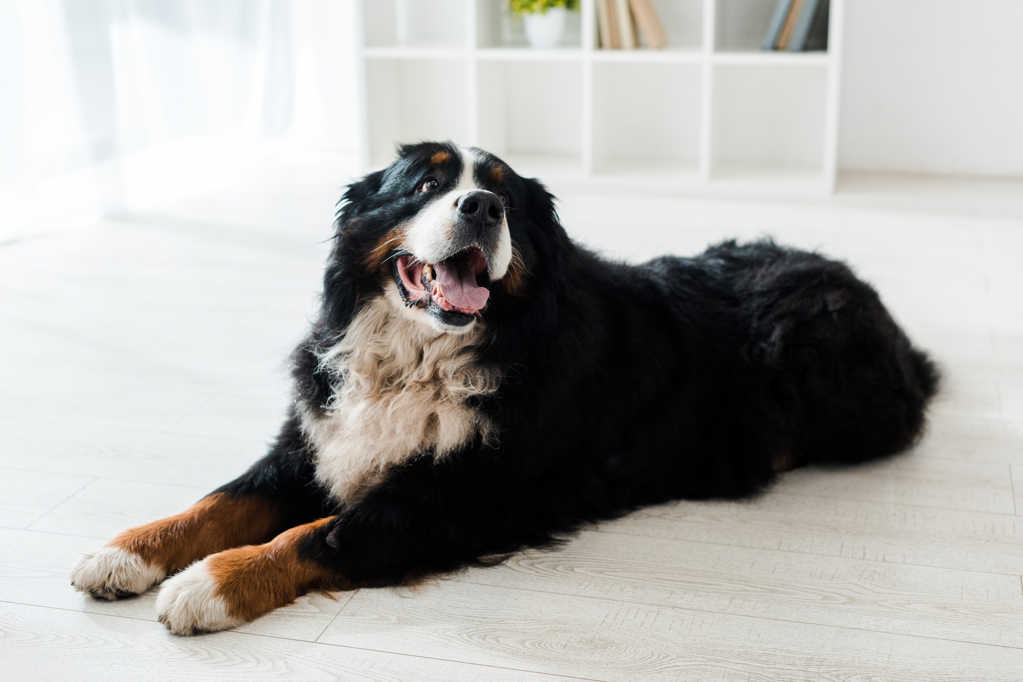 Adult Bernese Mountain Dog resting at home