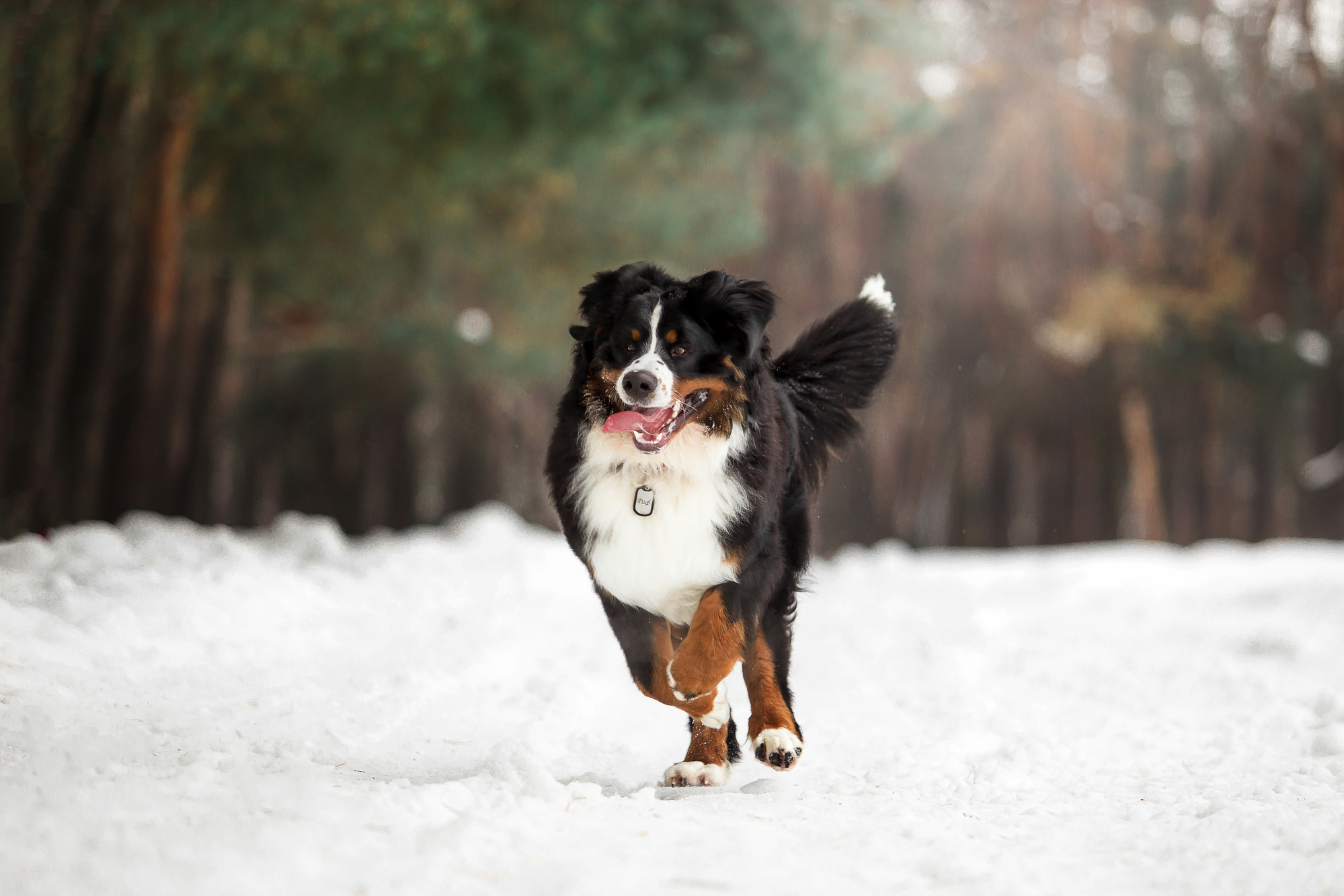 Adult Bernese Mountain dog running through snow in the winter