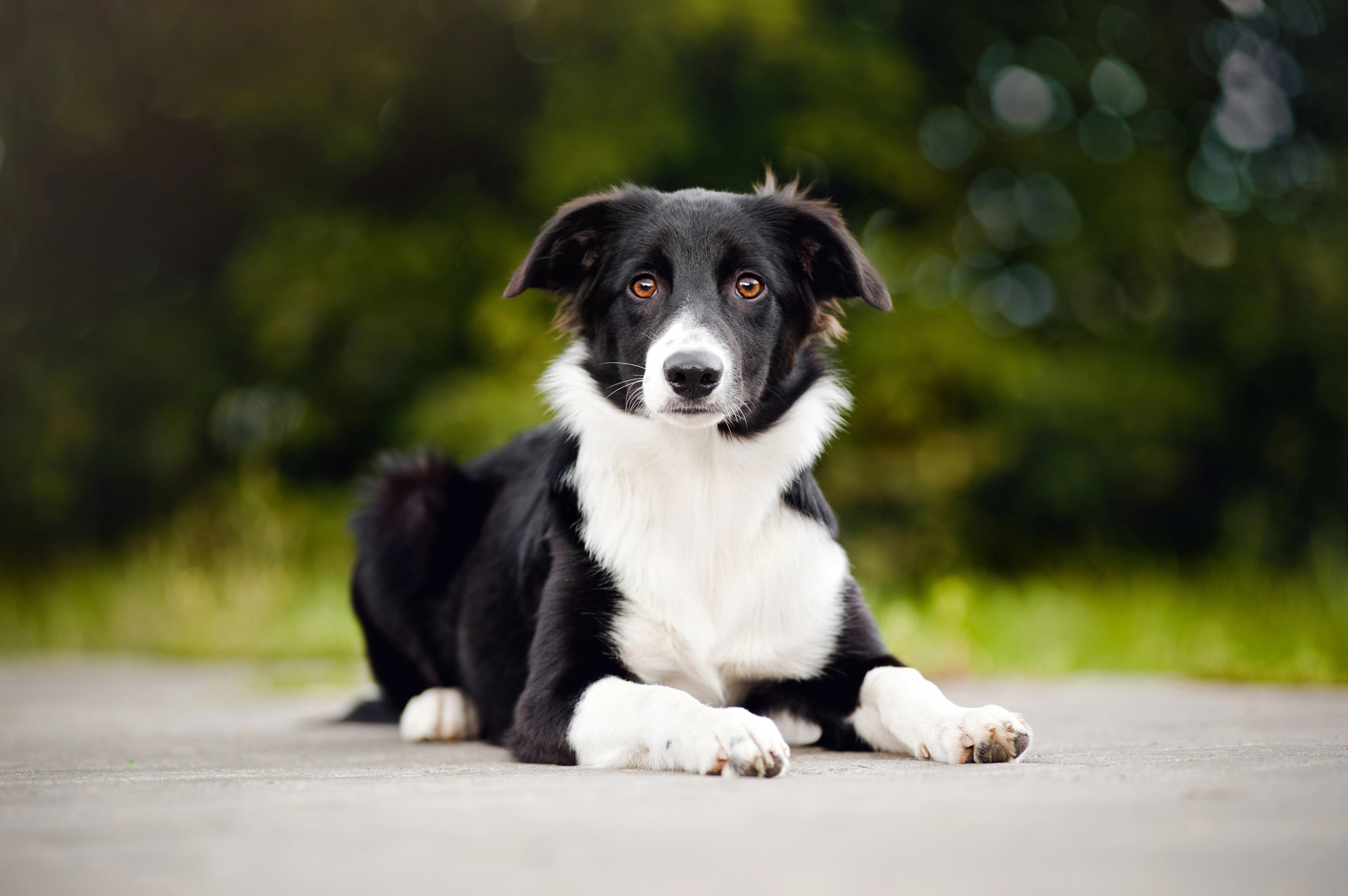 A black and white border collie looking alert outdoors