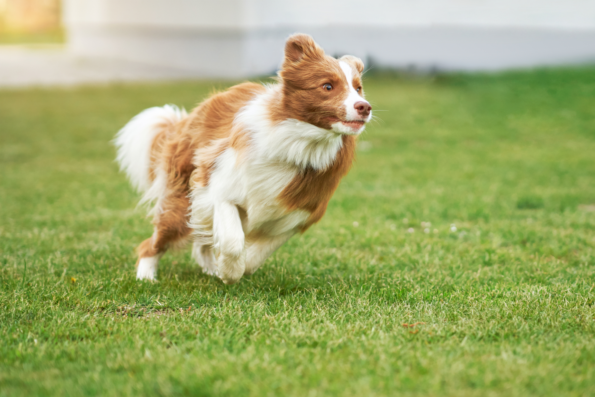 A brown and white border collie running swiftly