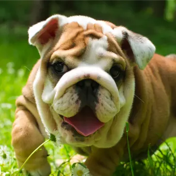 Adorable bulldog puppy romping in a field