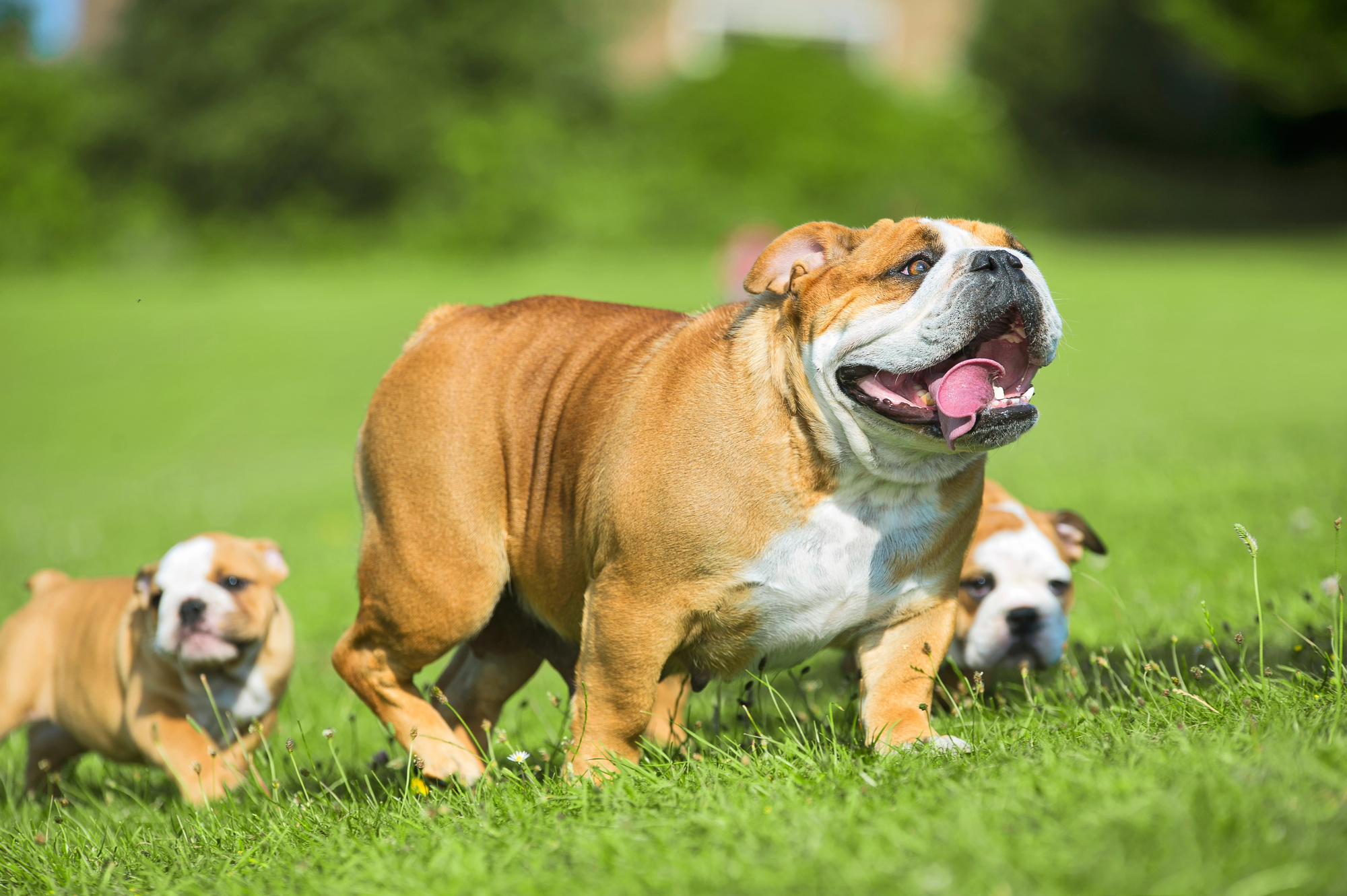 A mother Bulldog in the grass with her puppies playing around her