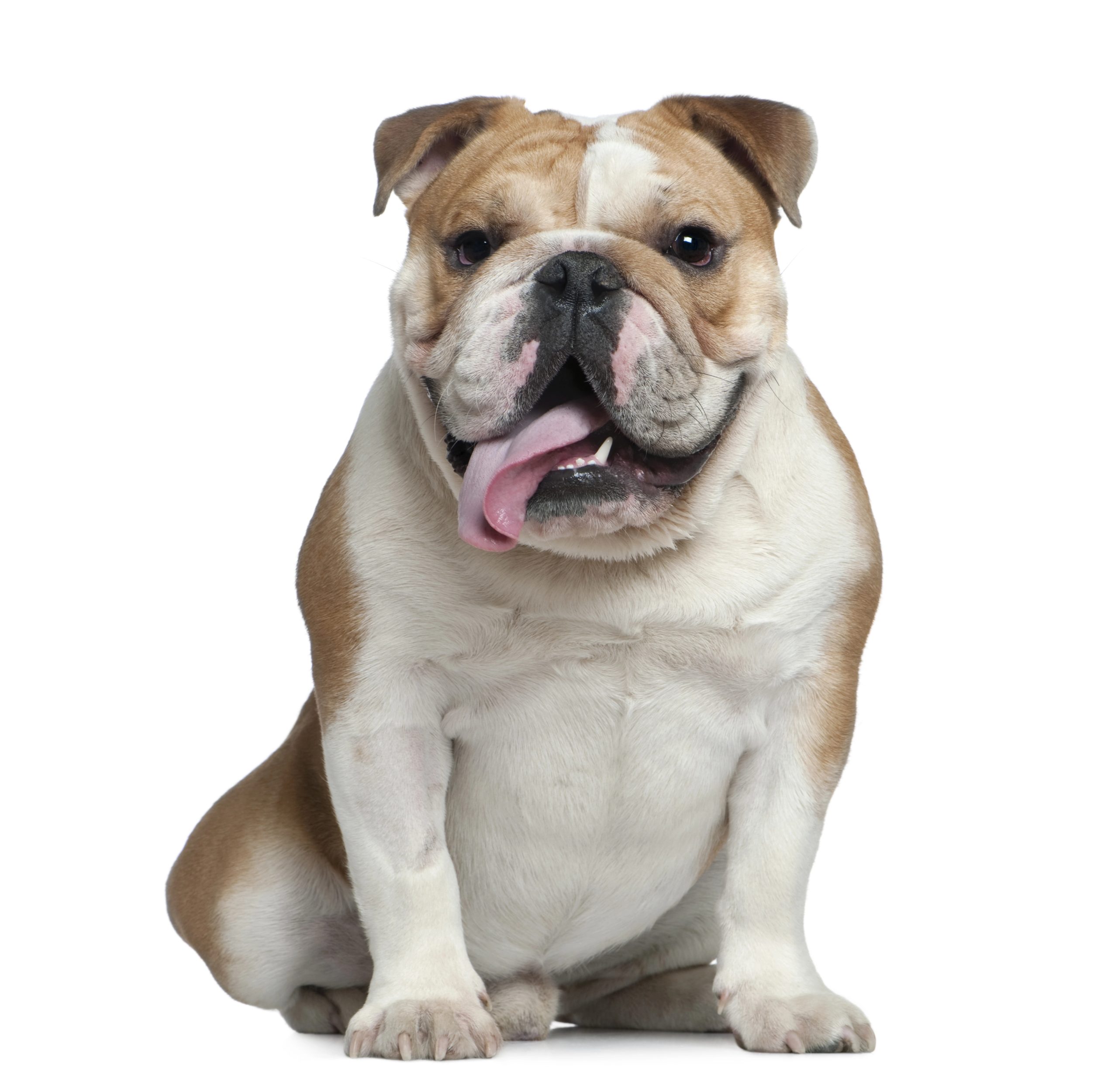 A happy bulldog sitting with his tongue out