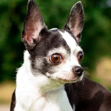 Black and white Chihuahua looking alert