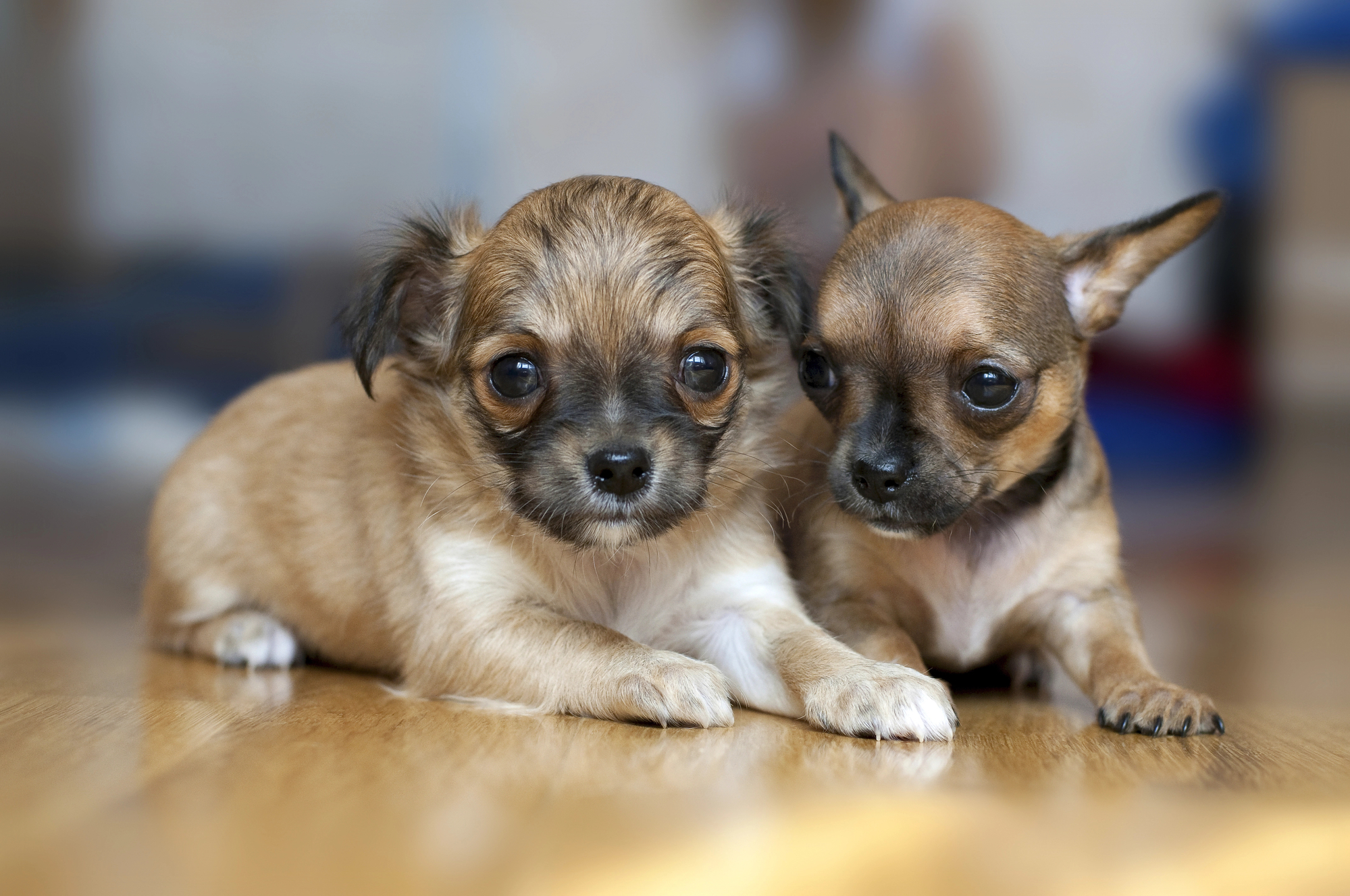 Two adorable chihuahua puppies at home