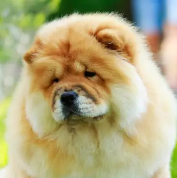 Adult Chow Chow dog, sitting in the grass