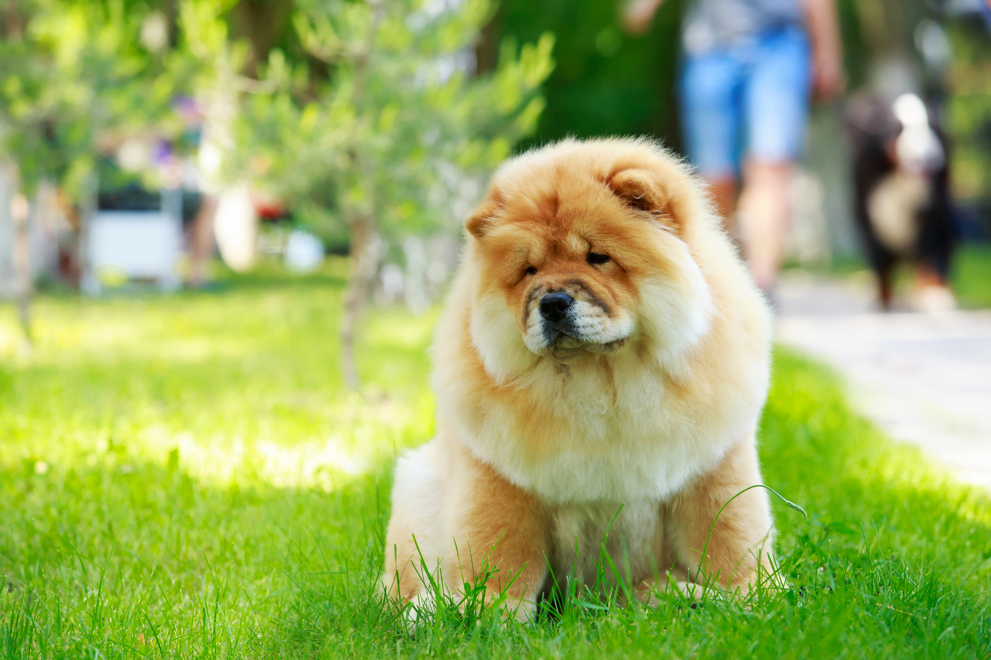 Chow Chow sitting in the grass